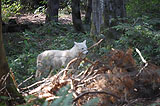 Polarwolf im Wald